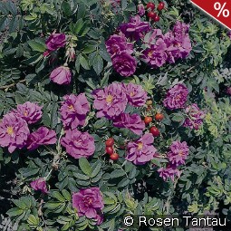Pierette Pavement - Rosa rugosa Pierette