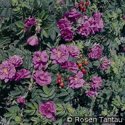 Pierette Pavement - Rosa rugosa Pierette