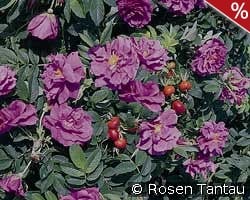 Pierette Pavement - Rosa rugosa Pierette kaufen, clicken für mehr Details Pierette Pavement - Rosa rugosa Pierette