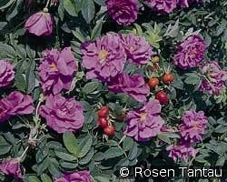 Pierette Pavement - Rosa rugosa Pierette kaufen, clicken für mehr Details Pierette Pavement - Rosa rugosa Pierette
