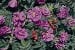 Pierette Pavement - Rosa rugosa Pierette