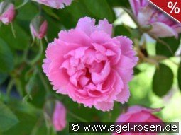 Pink Grootendorst - Nelkenrose