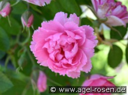 Pink Grootendorst - Nelkenrose