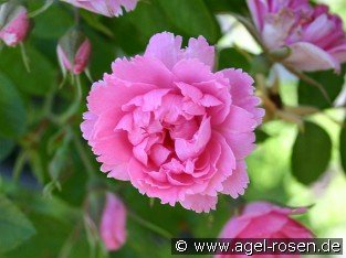 Pink Grootendorst - Nelkenrose