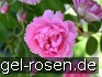 Buy Pink Grootendorst - Nelkenrose