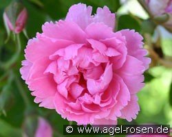 Pink Grootendorst - Nelkenrose