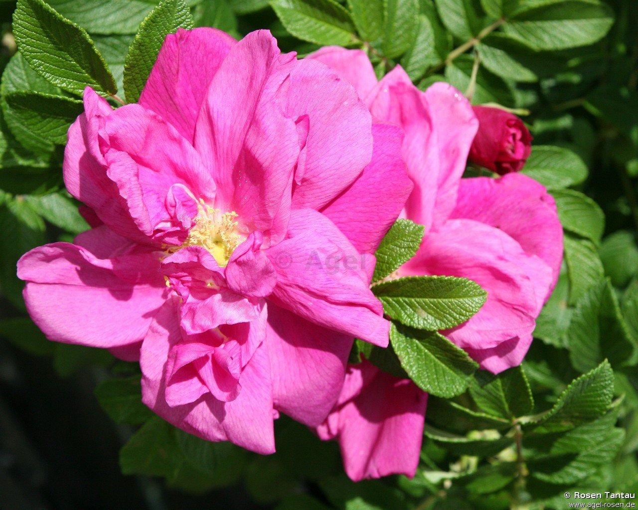 Rose ‘Red Pavement - Rosa rugosa Red Foxi‘ (5-Liter Topf)