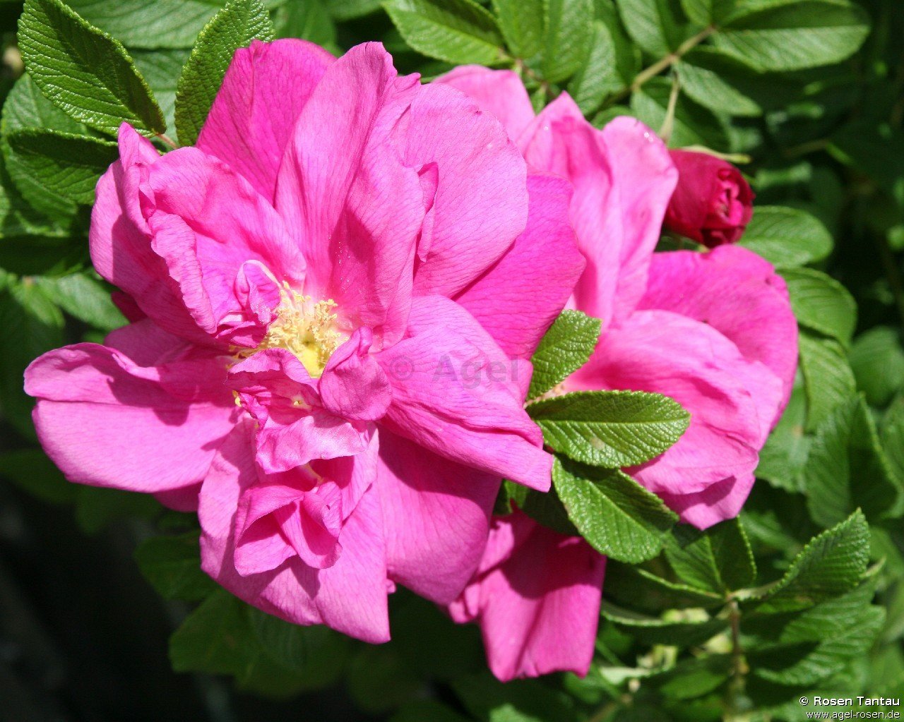 Rose ‘Red Pavement - Rosa rugosa Red Foxi‘ (wurzelnackte Rose)