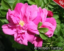 Red Pavement - Rosa rugosa Red Foxi