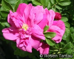 Red Pavement - Rosa rugosa Red Foxi