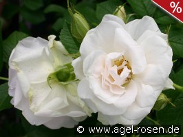 Ritausma syn Polareis