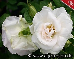 Ritausma syn Polareis kaufen, clicken für mehr Details Ritausma syn Polareis