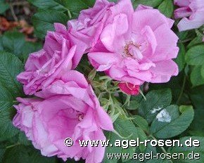 Rose ‘Rosa Zwerg syn Dwarf Pavement‘ (wurzelnackte Rose)