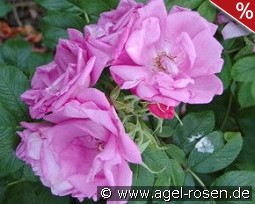 Rosa Zwerg syn Dwarf Pavement