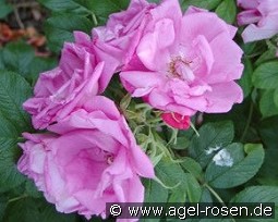 Rosa Zwerg syn Dwarf Pavement