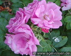 Rosa Zwerg syn Dwarf Pavement