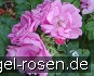 Buy Rosa Zwerg syn Dwarf Pavement