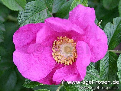 Rose ‘Rosa rugosa‘ (wurzelnackte Rose)