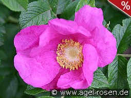 Rosa rugosa