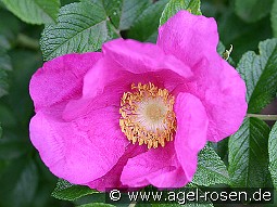 Rosa rugosa