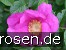 Rosa rugosa