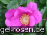Buy Rosa rugosa