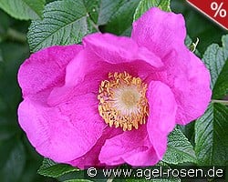 Rosa rugosa kaufen, clicken für mehr Details Rosa rugosa