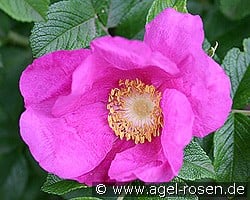 Rosa rugosa