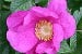 Rosa rugosa