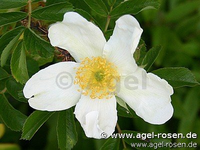 Rose ‘Rosa rugosa Alba‘ (wurzelnackte Rose)