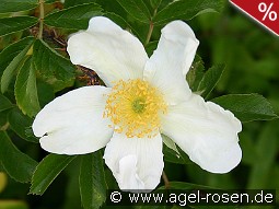 Rosa rugosa Alba