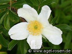 Rosa rugosa Alba