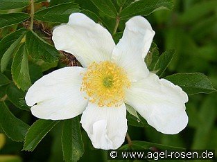 Rosa rugosa Alba