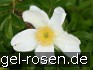 Buy Rosa rugosa Alba