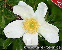 Rosa rugosa Alba kaufen, clicken für mehr Details Rosa rugosa Alba