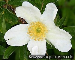 Rosa rugosa Alba