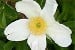 Rosa rugosa Alba