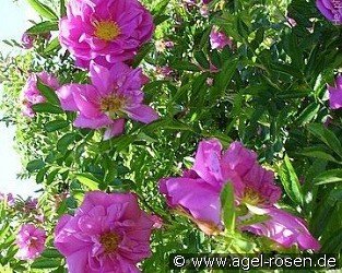 Rosa rugotida 'Dart's Defender'