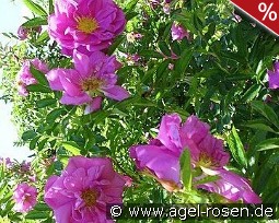 Rosa rugotida 'Dart's Defender'