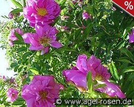 Rosa rugotida 'Dart's Defender'