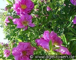 Rosa rugotida 'Dart's Defender'