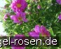 Rosa rugotida 'Dart's Defender' kaufen