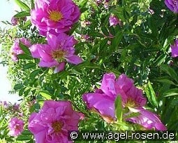 Rosa rugotida 'Dart's Defender'