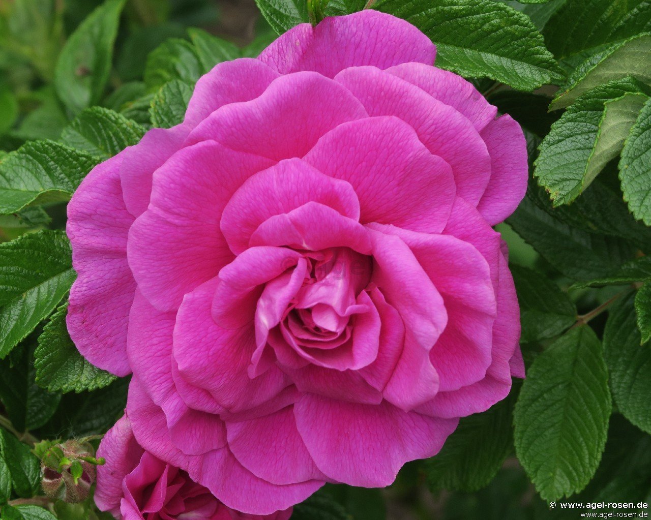 Rose ‘Roseraie de l‘Haÿ‘ (wurzelnackte Rose)
