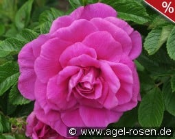 Roseraie de l'Haÿ kaufen, clicken für mehr Details Roseraie de l'Haÿ