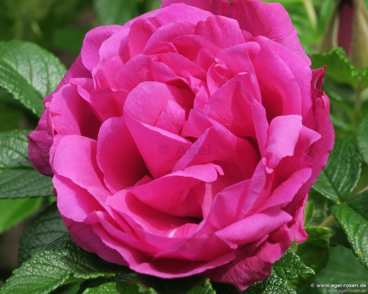 Rose ‘Rote Apart‘ (wurzelnackte Rose)