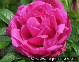 Rote Apart kaufen, clicken für mehr Details Rote Apart