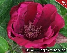 Rotes Phänomen kaufen, clicken für mehr Details Rotes Phänomen