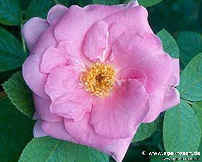 Rose ‘Sarah van Fleet‘ (wurzelnackte Rose)