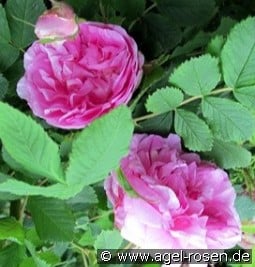 Sweet Adeline kaufen, clicken für mehr Details Sweet Adeline